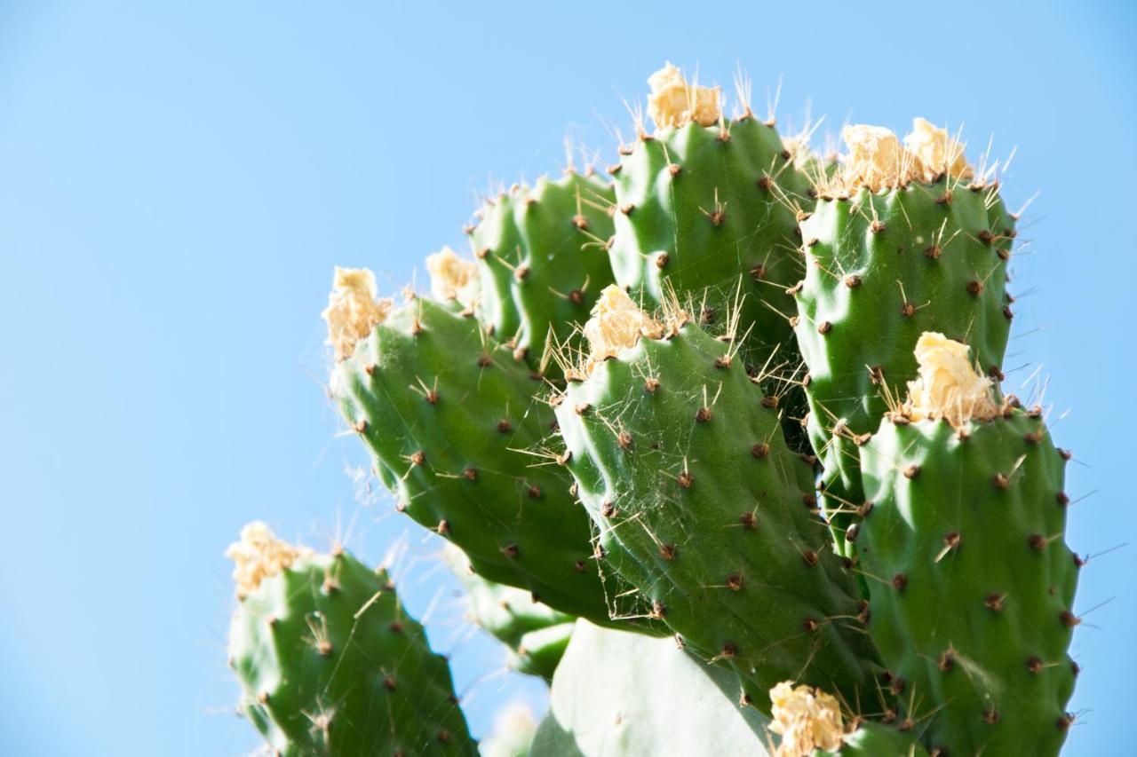 Appartement The Prickly Pear La Canée